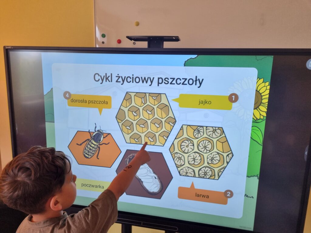 Dzieci wskazują odpowiednie etapy cyklu rozwoju pszczoły.